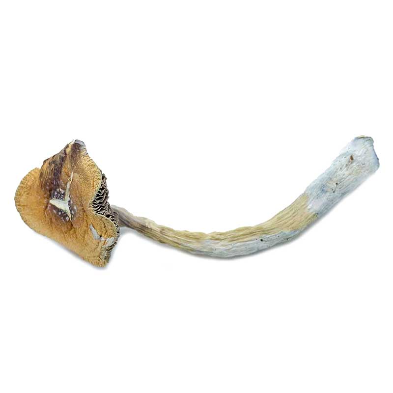 Penis Envy Magic Mushroom - Image 2