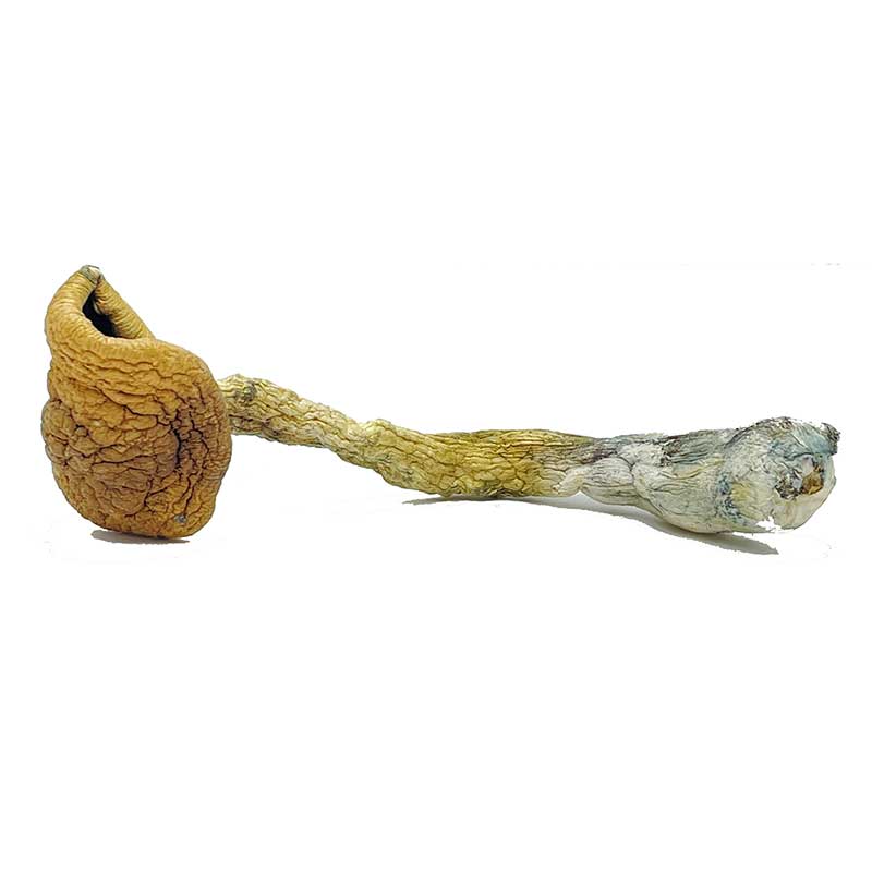 Golden Teacher Magic Mushrooms - Image 2